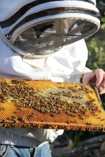 Stars of Dance of the Bee