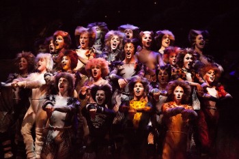 The cast of CATS 2015. Image by Belinda Strodder