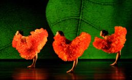 Momix-Botanica-3
